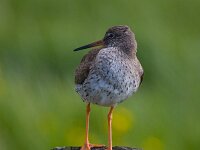 Tringa totanus 56, Tureluur, Saxifraga-Jan Nijendijk