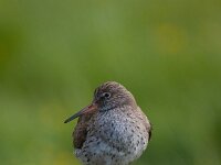 Tringa totanus 57, Tureluur, Saxifraga-Jan Nijendijk