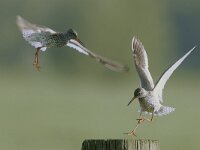 Tringa totanus 6, Tureluur, Saxifraga-Piet Munsterman