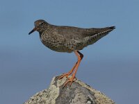 Tringa totanus 74, Tureluur, Saxifraga-Peter Stein