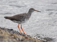 Tringa totanus 75, Tureluur, Saxifraga-Peter Meininger