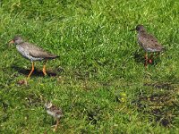 Tringa totanus 8, Tureluur, Saxifraga-Piet Munsterman