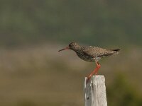 Tringa totanus 80, Tureluur, Saxifraga-Jan van der Straaten