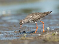 Tringa totanus 81, Tureluur, Saxifraga-Joerg Mager