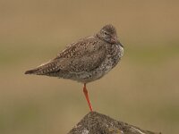 Tringa totanus 83, Tureluur, Saxifraga-Jan Nijendijk