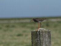 Tringa totanus 89, Tureluur, Saxifraga-Dirk Hilbers