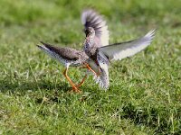 Tringa totanus 9, Tureluur, Saxifraga-Piet Munsterman