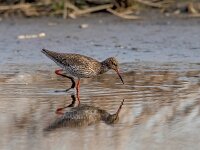 Tringa totanus 90, Tureluur, Saxifraga-Bart Vastenhouw
