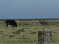 Tringa totanus 93, Tureluur, Saxifraga-Dirk Hilbers