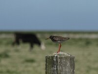 Tringa totanus 96, Tureluur, Saxifraga-Dirk Hilbers