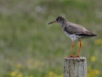 Tringa totanus ssp robusta 65, IJslandse tureluur, Saxifraga-Harry van Oosterhout