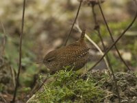 Troglodytes troglodytes 12, Winterkoning, Saxifraga-Willem van Kruijsbergen