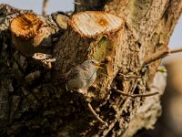 Troglodytes troglodytes 133, Winterkoning, adult, male, Saxifraga-Theo Verstrael