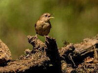 Troglodytes troglodytes 134, Winterkoning, adult, male, Saxifraga-Theo Verstrael
