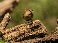 Troglodytes troglodytes 135, Winterkoning, adult, male, Saxifraga-Theo Verstrael
