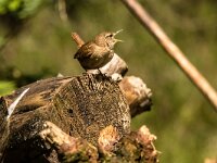 Troglodytes troglodytes 136, Winterkoning, adult, male, Saxifraga-Theo Verstrael