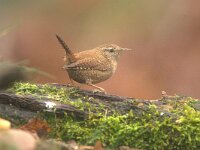 Troglodytes troglodytes 137, Winterkoning, adult, Saxifraga-Theo Verstrael