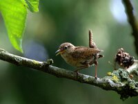 Troglodytes troglodytes 139, Winterkoning, adult, Saxifraga-Theo Verstrael