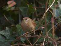 Troglodytes troglodytes 2, Winterkoning, Saxifraga-Luc Hoogenstein