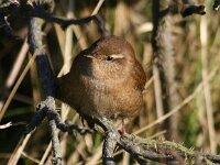 Troglodytes troglodytes 4, Winterkoning, Saxifraga-Bart Vastenhouw