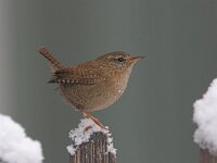 Troglodytes troglodytes 5, Winterkoning, Saxifraga-Luc Hoogenstein