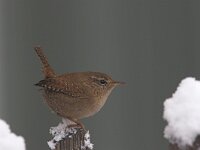 Troglodytes troglodytes 6, Winterkoning, Saxifraga-Luc Hoogenstein
