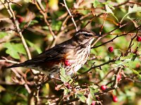 Turdus iliacus 10, Koperwiek, Saxifraga-Bart Vastenhouw