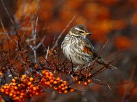 Turdus iliacus 3, Koperwiek, Saxifraga-Piet Munsterman