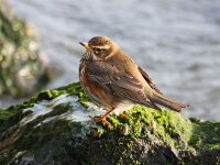 Turdus iliacus 5, Koperwiek, Saxifraga-Bart Vastenhouw