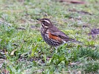 Turdus iliacus 53, Koperwiek, Saxifraga-Bart Vastenhouw