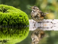Turdus iliacus 59, Koperwiek, adult, Saxifraga-Theo Verstrael