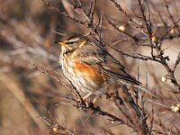 Turdus iliacus 6, Koperwiek, Saxifraga-Bart Vastenhouw