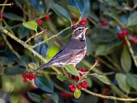 Turdus iliacus 67, Koperwiek, adult, Saxifraga-Theo Verstrael