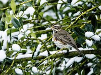 Turdus iliacus 69, Koperwiek, adult, Saxifraga-Theo Verstrael