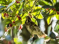 Turdus iliacus 70, Koperwiek, adult, Saxifraga-Theo Verstrael