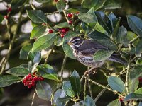 Turdus iliacus 71, Koperwiek, adult, Saxifraga-Theo Verstrael