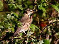 Turdus iliacus 8, Koperwiek, Saxifraga-Bart Vastenhouw