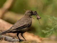 Turdus merula 114, Merel, adult, female, Saxifraga-Theo Verstrael