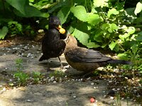 Turdus merula 116, Merel, adult, male and juvenile, Saxifraga-Theo Verstrael