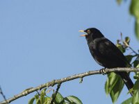 Turdus merula 121, Merel, adult, male, Saxifraga-Theo Verstrael