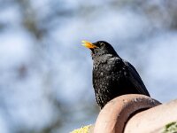 Turdus merula 123, Merel, adult, male, Saxifraga-Theo Verstrael