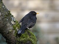 Turdus merula 124, Merel, adult, male, Saxifraga-Theo Verstrael
