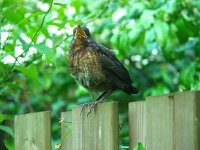 Turdus merula 127, Merel, juvenile, Saxifraga-Theo Verstrael