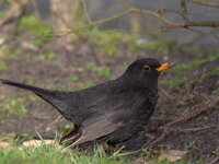 Turdus merula 16, Merel, Saxifraga-Luc Hoogenstein : Blackbird, Merel, Turdus merula, bird, black, garden bird, songbird, stadsvogel, tuinvogel, vogel, zangvogel, zwart