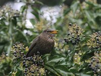Turdus merula 18, Merel, Saxifraga-Piet Munsterman