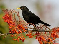 Turdus merula 19, Merel, Saxifraga-Piet Munsterman