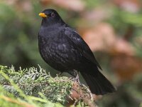 Turdus merula 20, Merel, Saxifraga-Mark Zekhuis