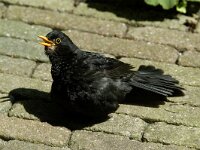 Turdus merula 21, Merel, Saxifraga-Piet Munsterman