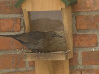 Turdus merula 23, Merel, Saxifraga-Willem van Kruijsbergen