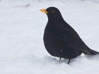 Merel in de sneeuw  Merel in de sneeuw Arkemheen : Turdus merula